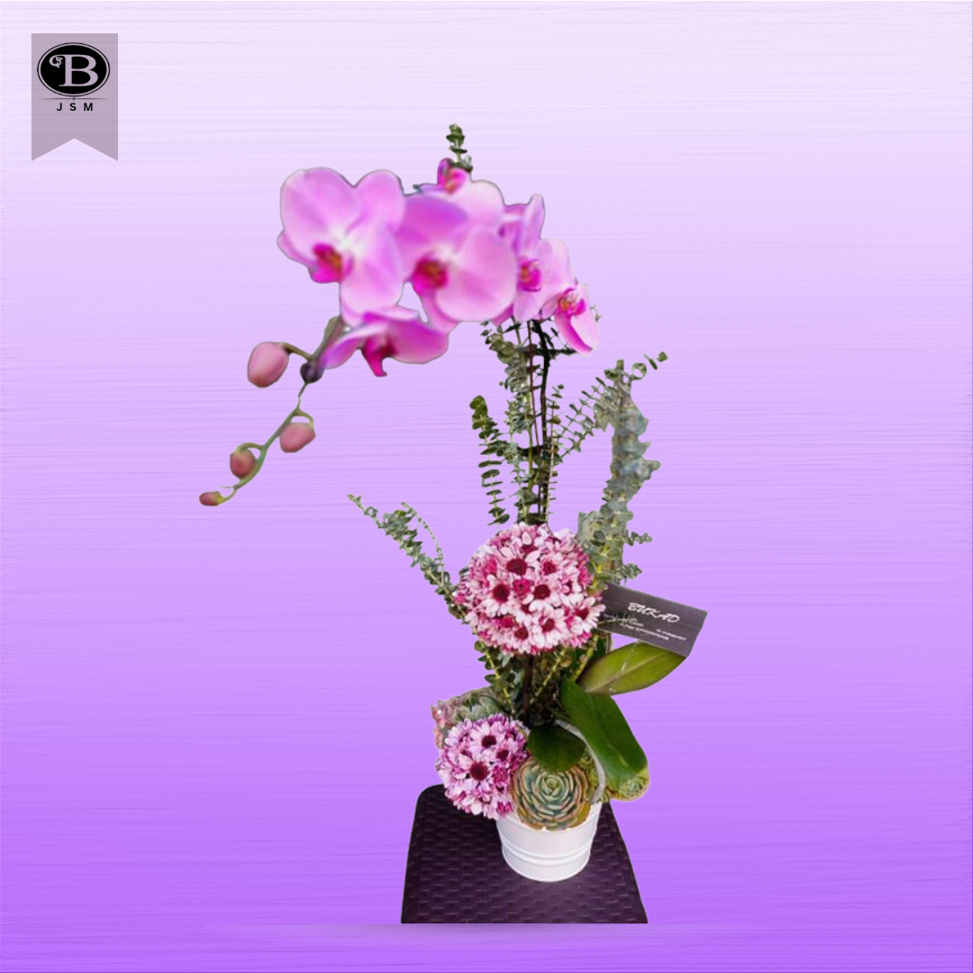 Violet Phalaenopsis Orchids,Crysanthemum in a Pot ROTP – 10