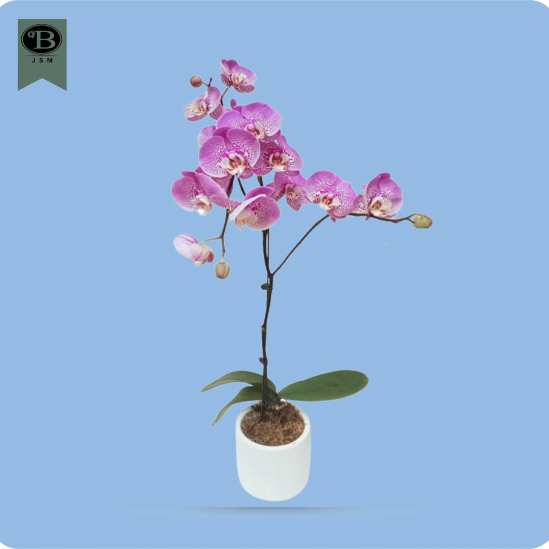 Violet Phalaenopsis Potted Orchid ROTP – 09