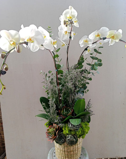 3 Stems White Phalaenopsis Orchids  CP – 85